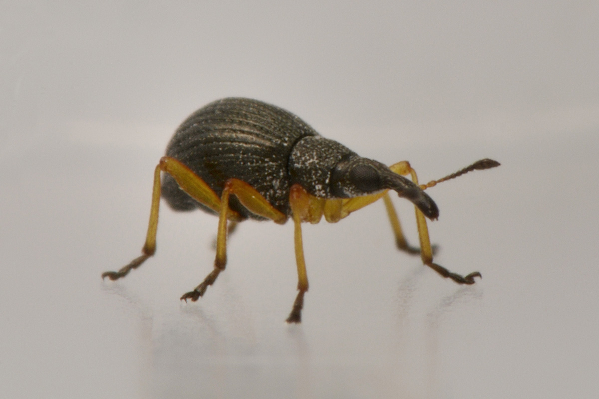 Apionidae:  Protapion fulvipes?    Sì !